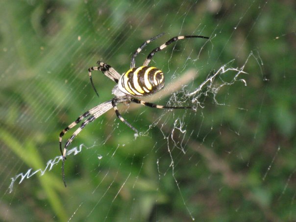 Argiope bruennichi